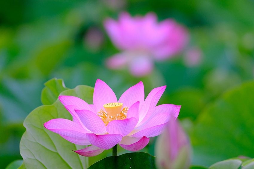 lotus-flower